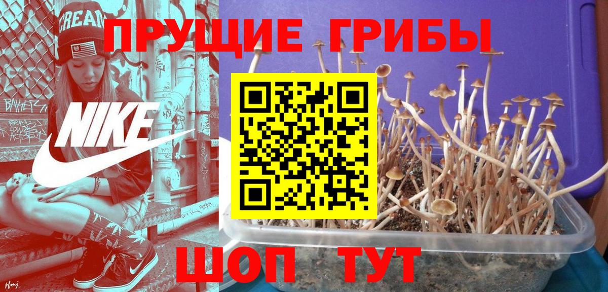 Псилоцибиновые грибы Cubensis Волгодонск